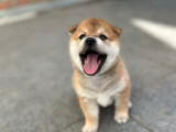 Chiots Shiba Inu à vendre