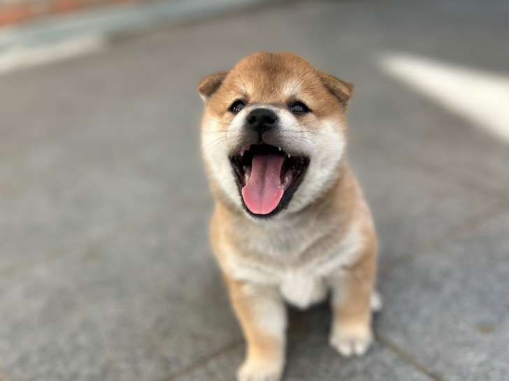 Chiots Shiba Inu à vendre