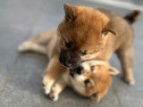 Chiots Shiba Inu à vendre