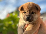 Chiots Shiba Inu à vendre