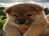 Chiots Shiba Inu à vendre