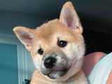 Chiots Shiba Inu à vendre