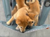 Chiots Shiba Inu à vendre