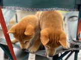 Chiots Shiba Inu à vendre