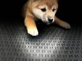 Chiots Shiba Inu à vendre