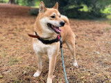 Chiots Shiba Inu à vendre