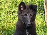 Superbes chiots Groenendael de lignées de beauté à vendre