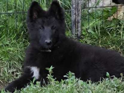 Superbes chiots Groenendael de lignées de beauté à vendre
