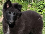Superbes chiots Groenendael de lignées de beauté à vendre