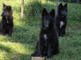 Superbes chiots Groenendael de lignées de beauté à vendre