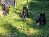 Superbes chiots Groenendael de lignées de beauté à vendre