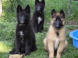 Superbes chiots Groenendael de lignées de beauté à vendre