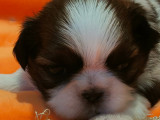 Chiots Shih Tzu LOF à réserver