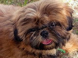 Chiots Shih Tzu LOF à réserver