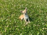 Magnifique chiot mâle Chihuahua LOF à vendre