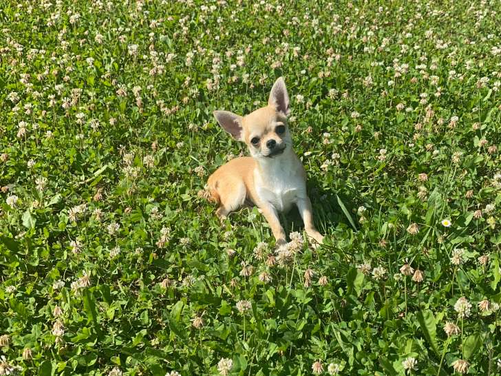 Magnifique chiot mâle Chihuahua LOF à vendre