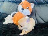 Magnifique petit mâle Chihuahua LOF