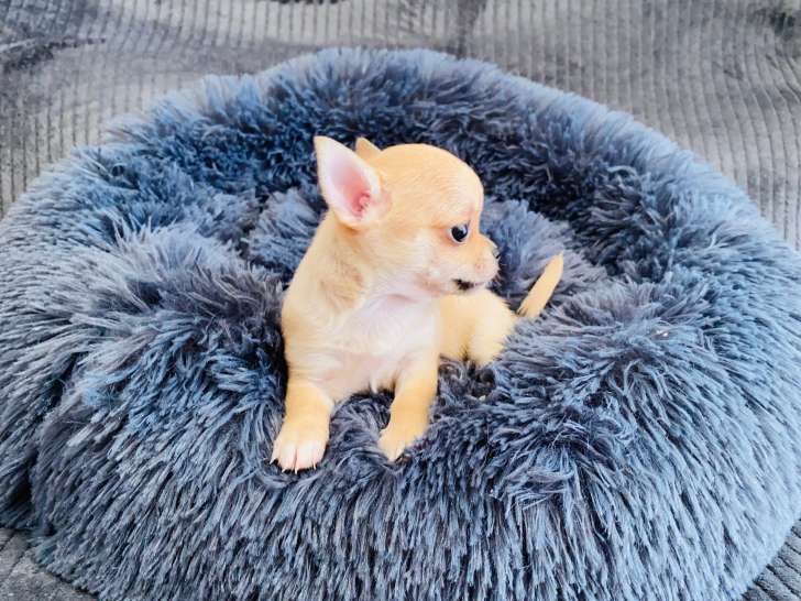 Magnifique petit mâle Chihuahua LOF