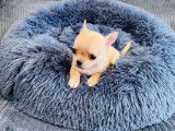 Magnifique petit mâle Chihuahua LOF