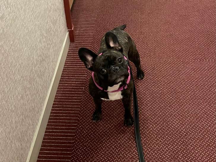 Romy, femelle Bouledogue Français à donner