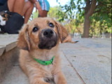 Cookie, chiot à adopter
