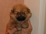 Chiot de race Loulou de Poméranie mâle à vendre