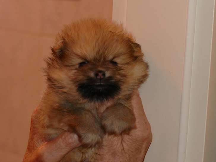 Chiot de race Loulou de Poméranie mâle à vendre