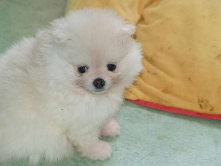 Chiot de race Loulou de Poméranie femelle à vendre