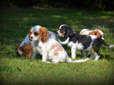 Chiots Cavalier King Charles Spaniel à vendre