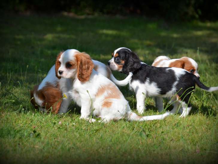 Chiots Cavalier King Charles Spaniel à vendre