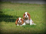 Chiots Cavalier King Charles Spaniel à vendre