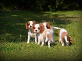 Chiots Cavalier King Charles Spaniel à vendre