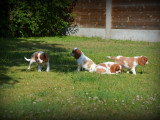 Chiots Cavalier King Charles Spaniel à vendre