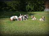 Chiots Cavalier King Charles Spaniel à vendre