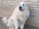 Chienne Patou à donner