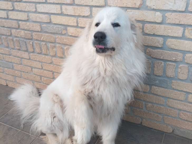 Chienne Patou à donner