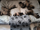 Sublimes chiots Malinois de beauté à vendre