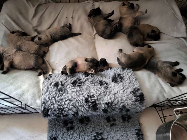 Sublimes chiots Malinois de beauté à vendre