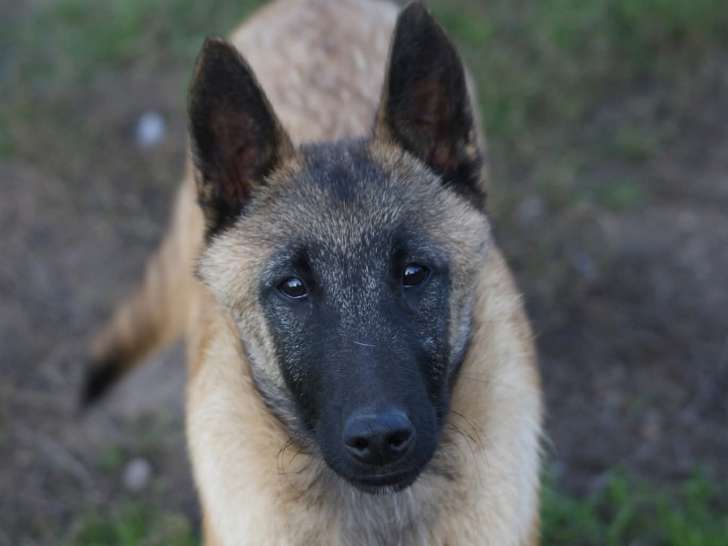 Sublimes chiots Malinois de beauté à vendre