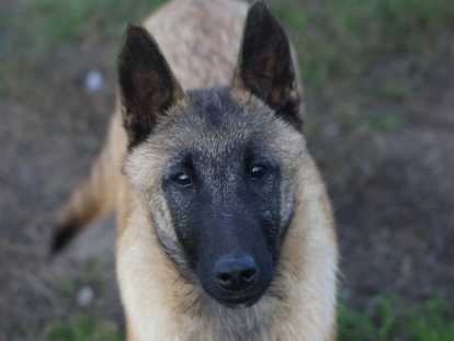 Sublimes chiots Malinois de beauté à vendre