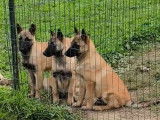 Sublimes chiots Malinois de beauté à vendre