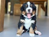 Chiots Bouvier Bernois à réserver