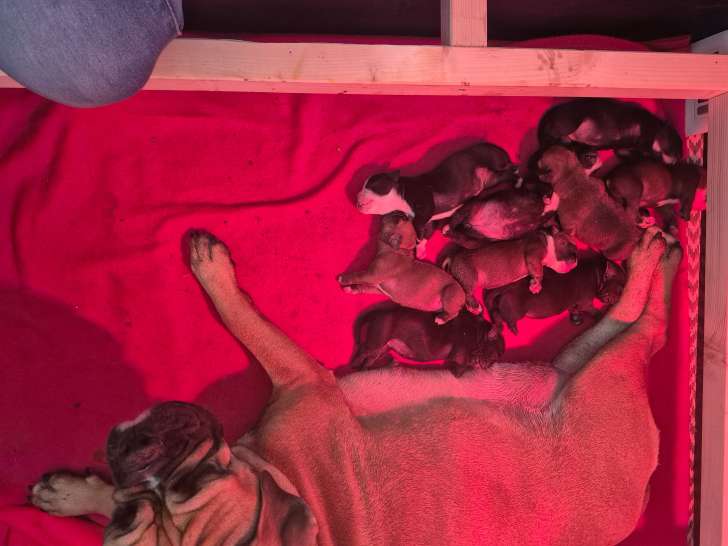 Chiots Bulldog Continental