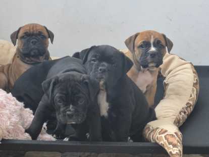 Chiots Bulldog Continental