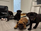 Chiots Bulldog Continental