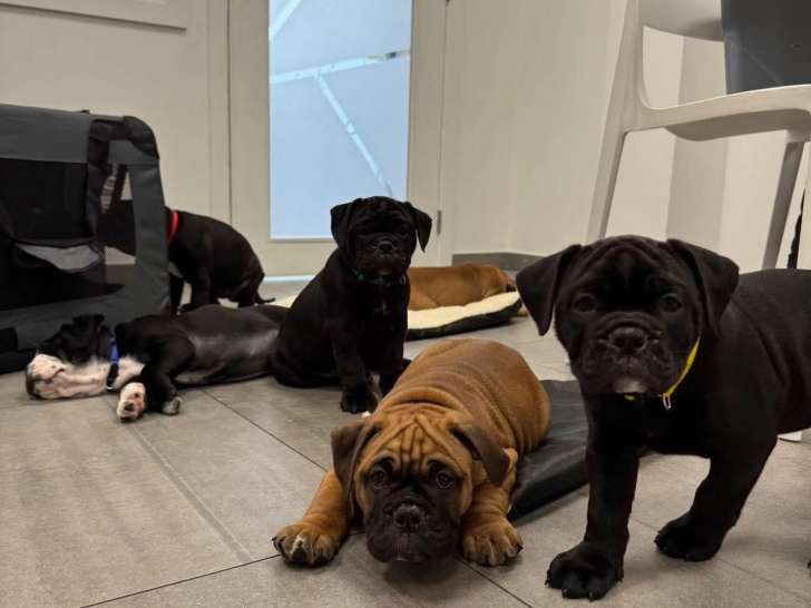 Chiots Bulldog Continental