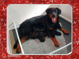 Chiots Beauceron  LOF à réserver