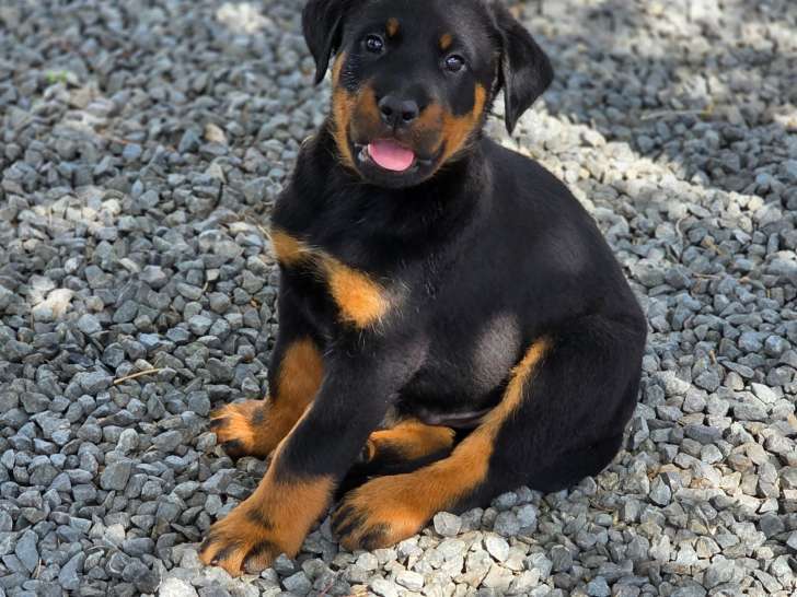 Chiots Beauceron  LOF à réserver