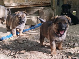 Chiots Berger Allemand LOF à naître