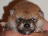 Chiots Shiba Inu LOF à réserver